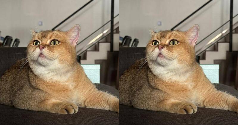 Instagram.com/mahenracats